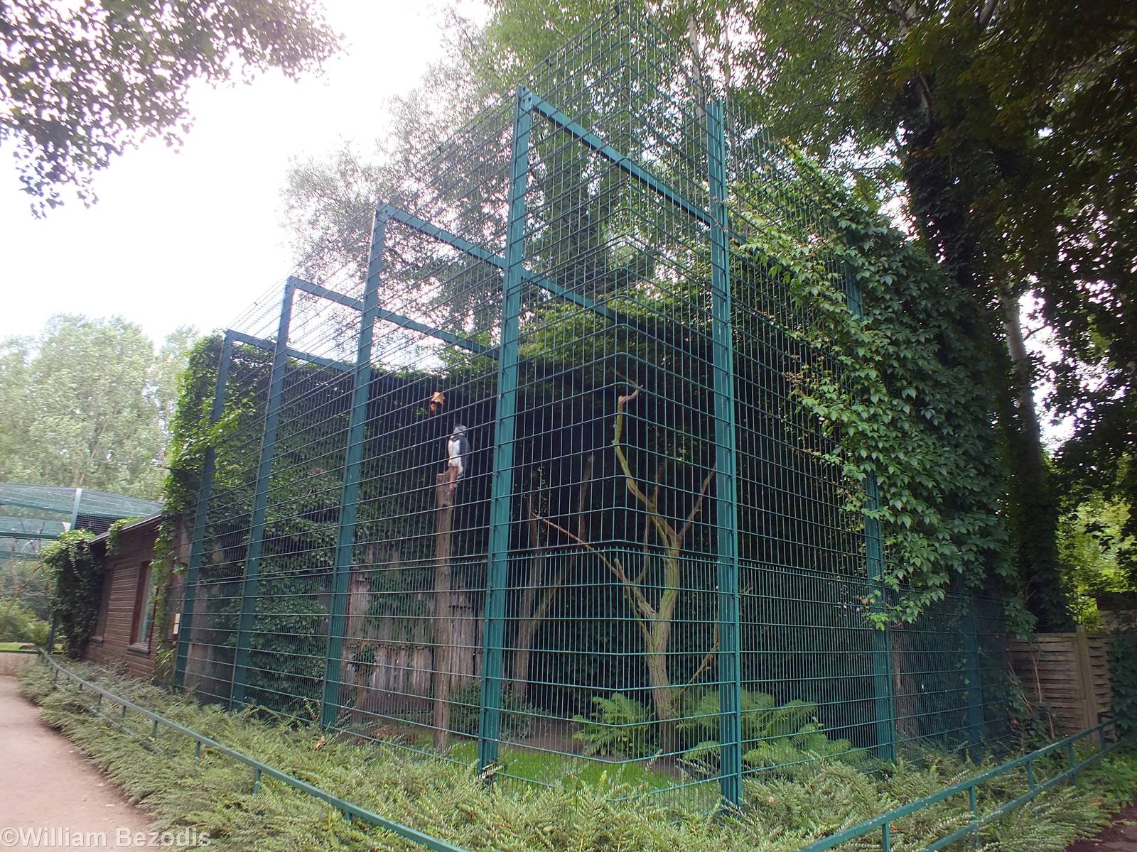 Enclosure for Harpy Eagle