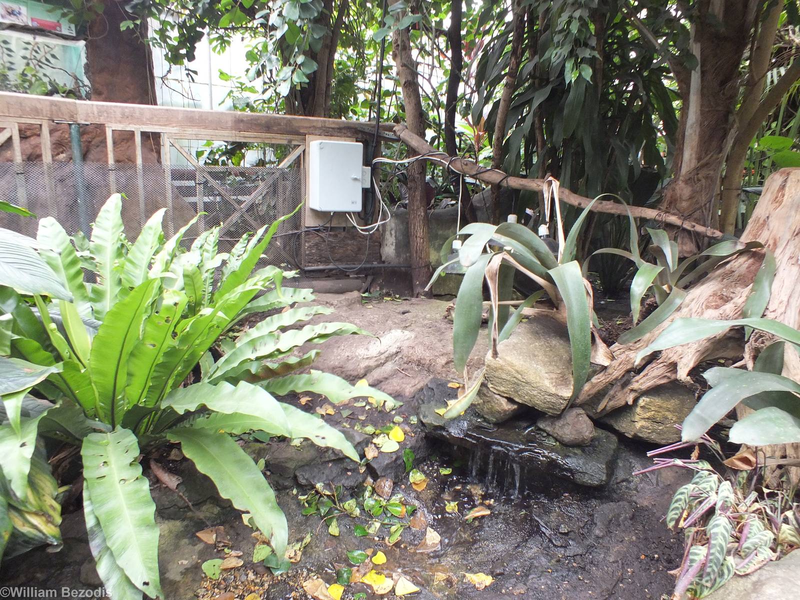 Enclosure for Home's Hingeback Tortoise