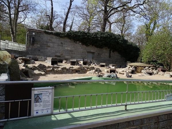 Enclosure for Humboldt penguins (04/22)