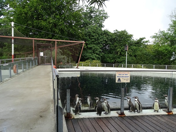 Enclosure for Humboldt penguins and harbor seals (07/22)