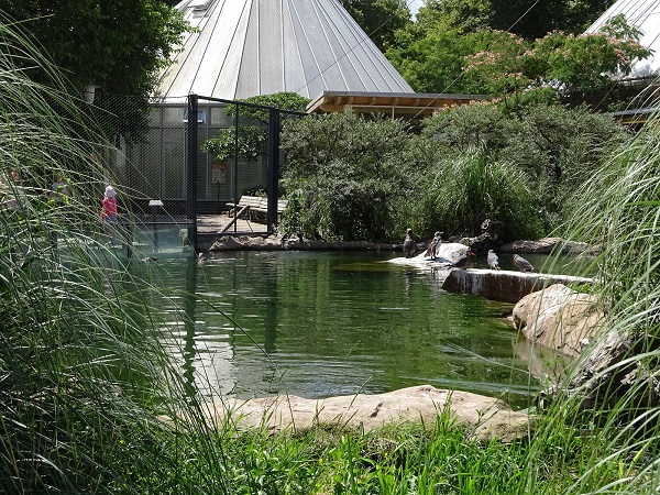 Enclosure for Humboldt penguins and inca terns (07/22)