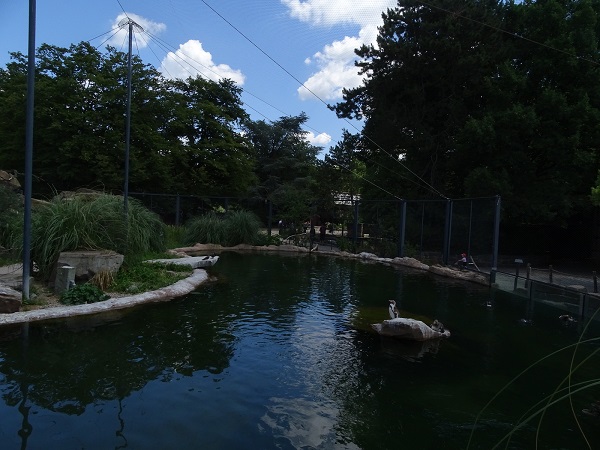 Enclosure for Humboldt penguins and inca terns (07/22)