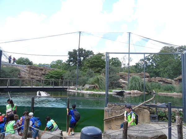 Enclosure for Humboldt penguins and inca terns (07/22)