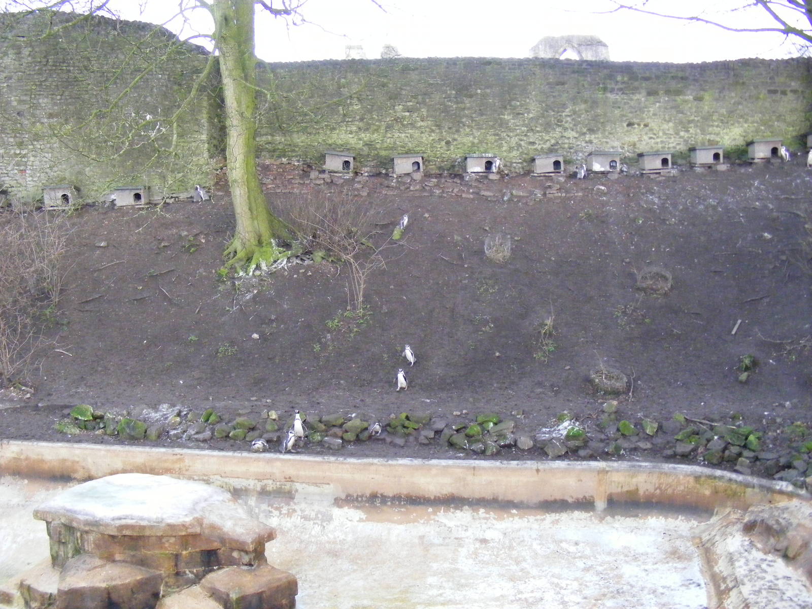 Enclosure for Humboldt's penguins at Dudley Zoo, 12 February 2010
