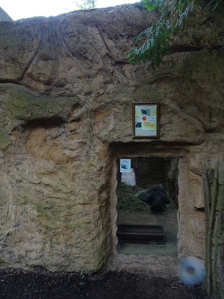 Enclosure for Indian crested porcupines (07/22)