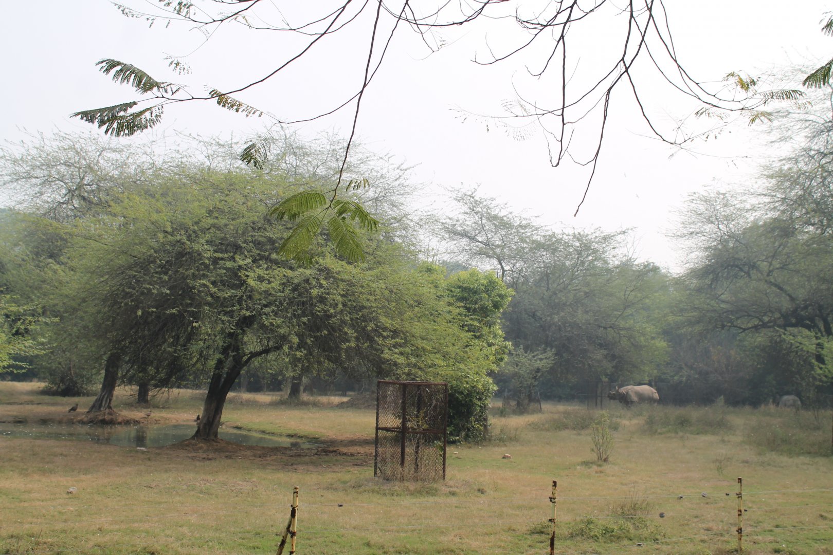 enclosure for Indian Rhinoceros