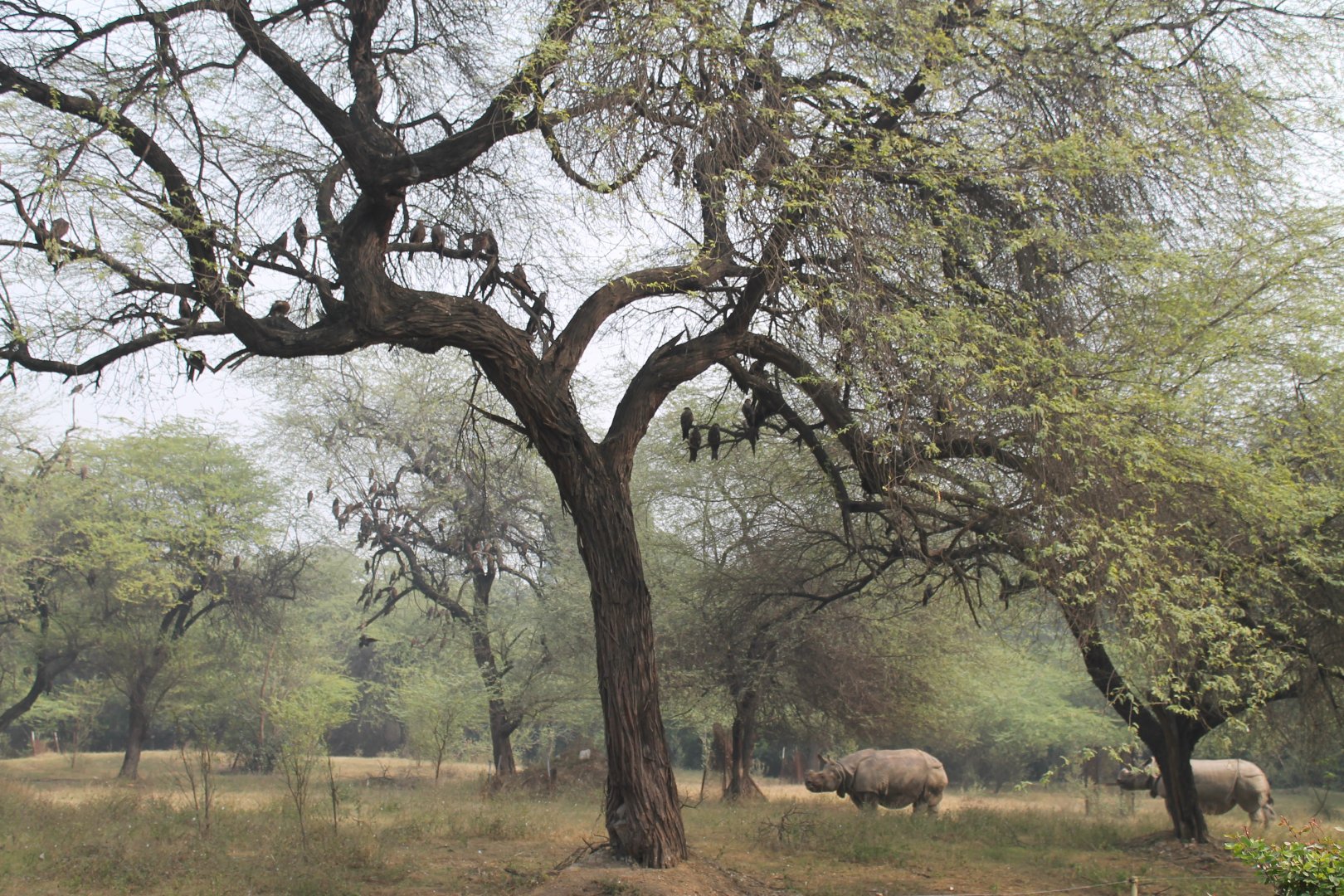 enclosure for Indian Rhinoceros