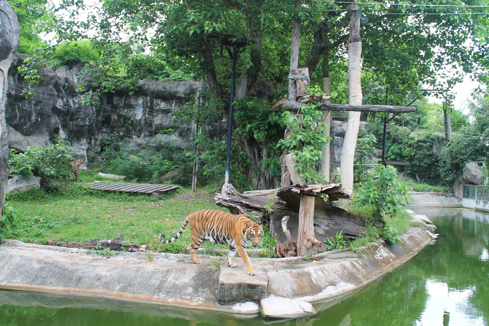 enclosure for Indochinese Tigers