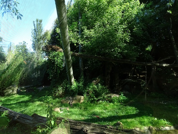 Enclosure for jaguar (07/22)