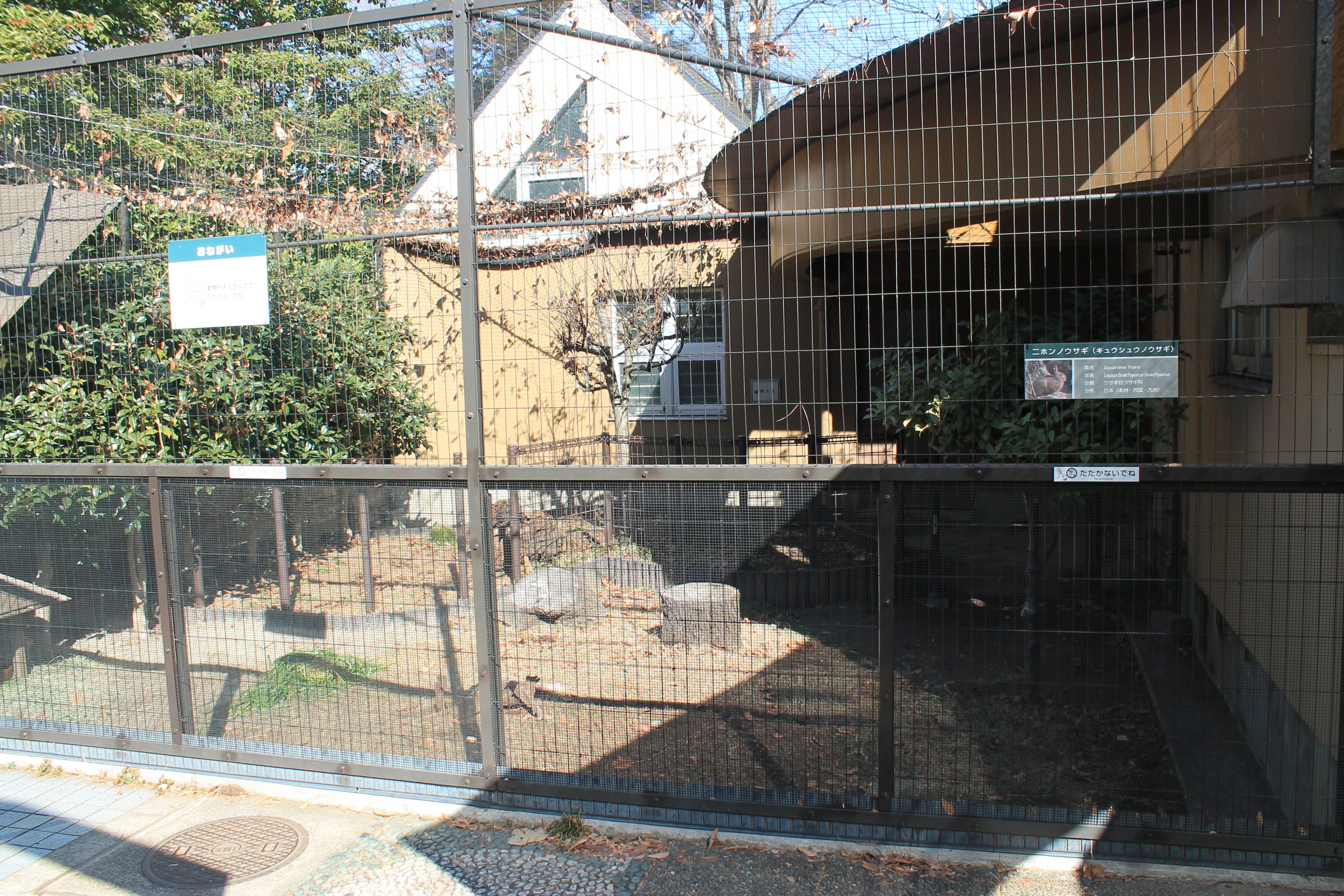 Enclosure for Japanese Hare (Lepus brachyurus)