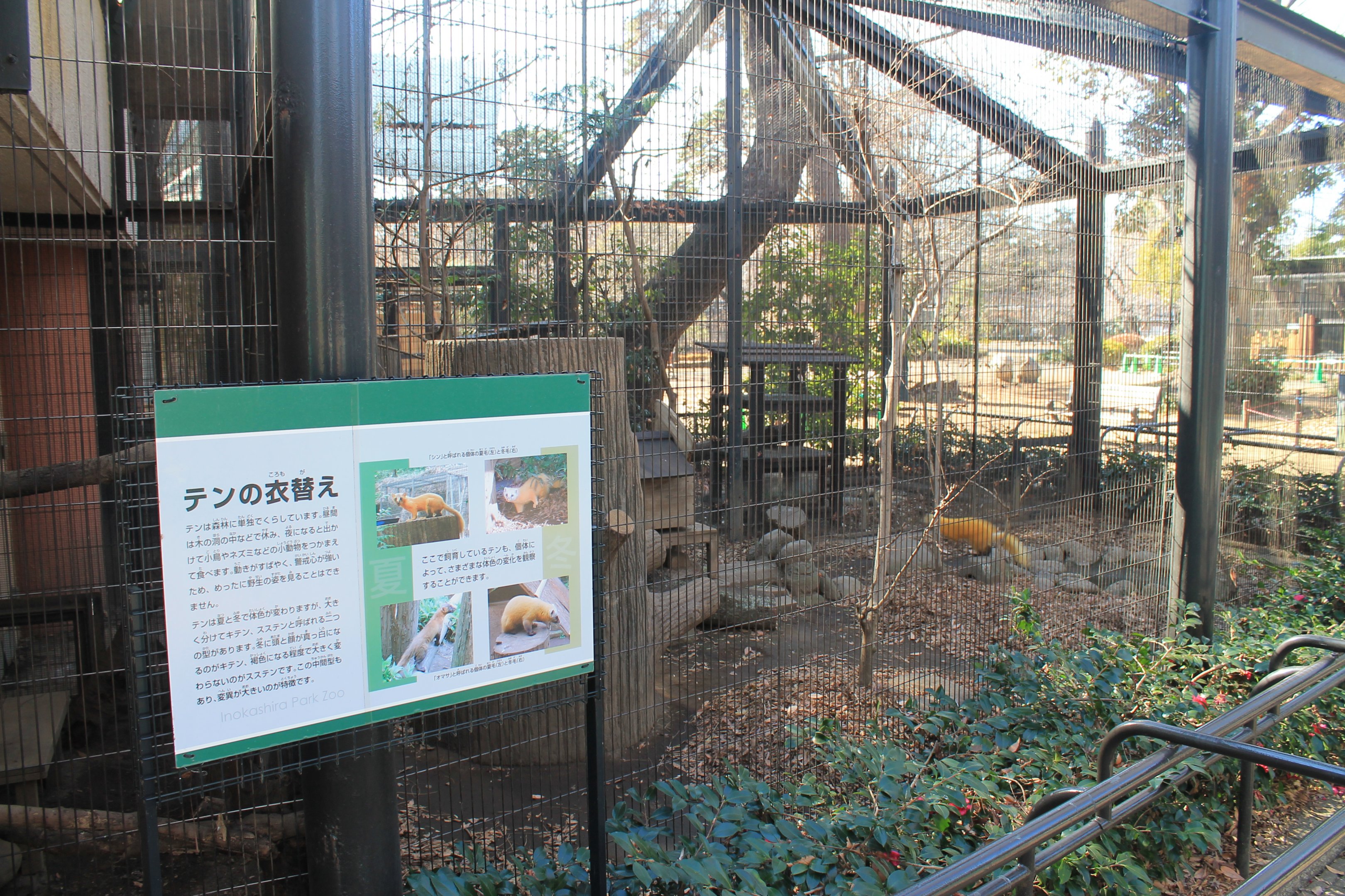 Enclosure for Japanese Marten