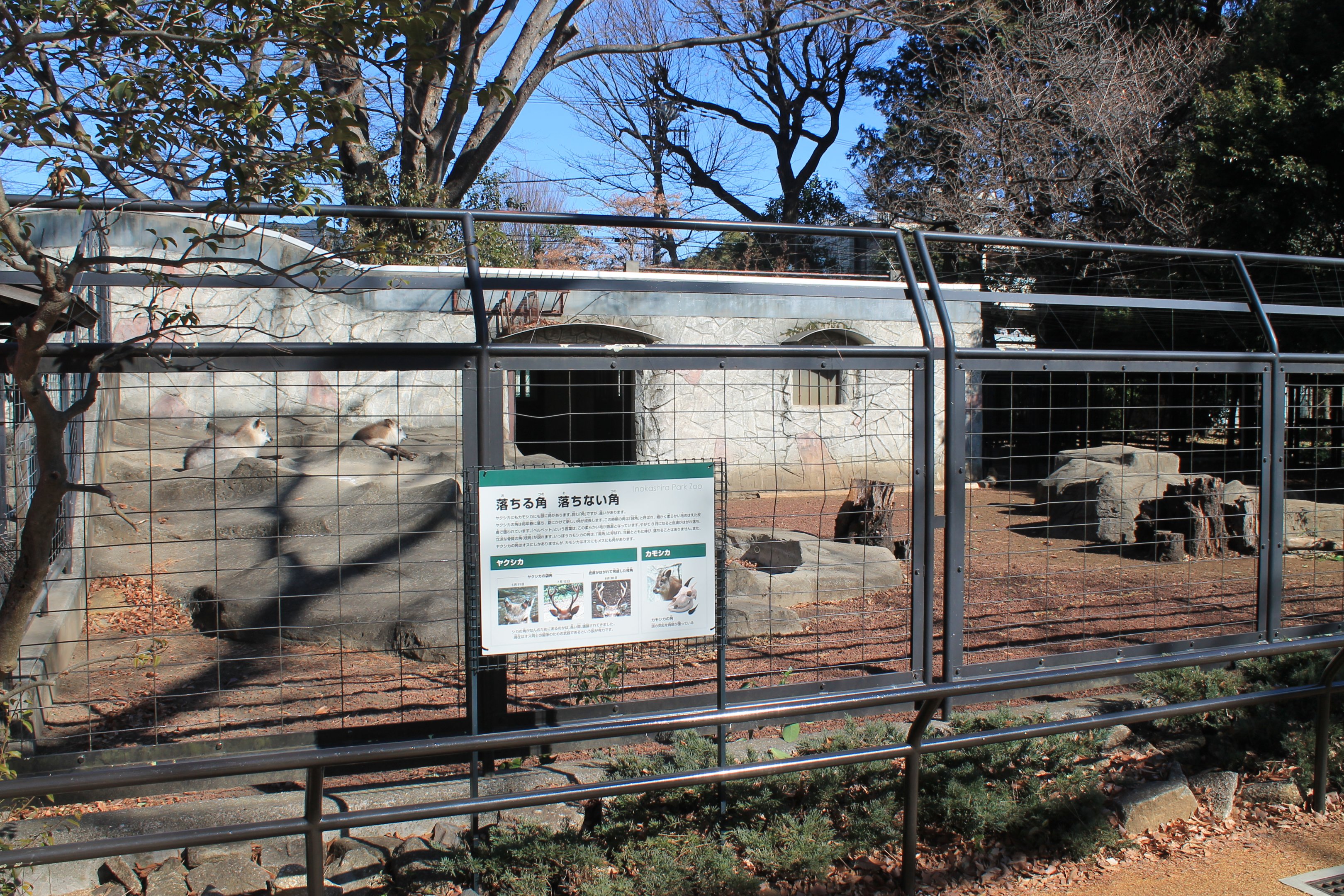 Enclosure for Japanese Serow