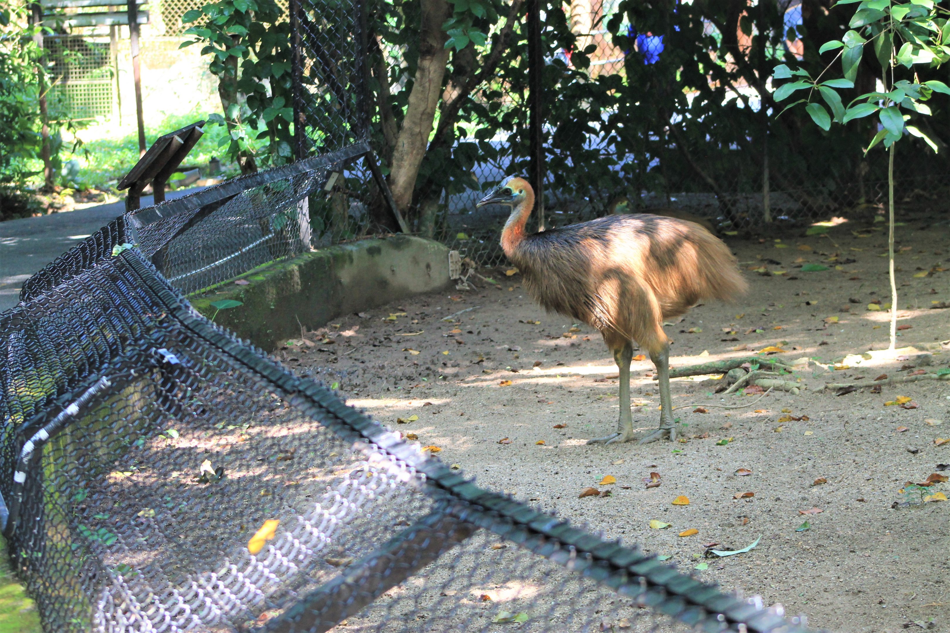 enclosure for juvenile cassowaries