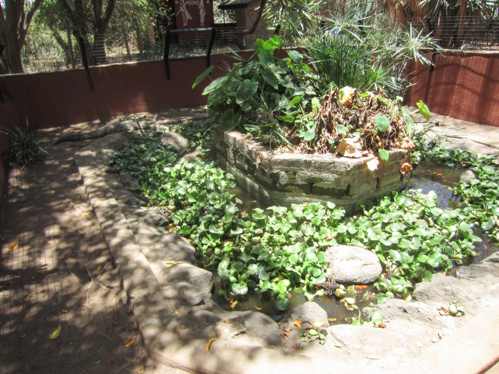 Enclosure for juvenile Nile Crocodiles