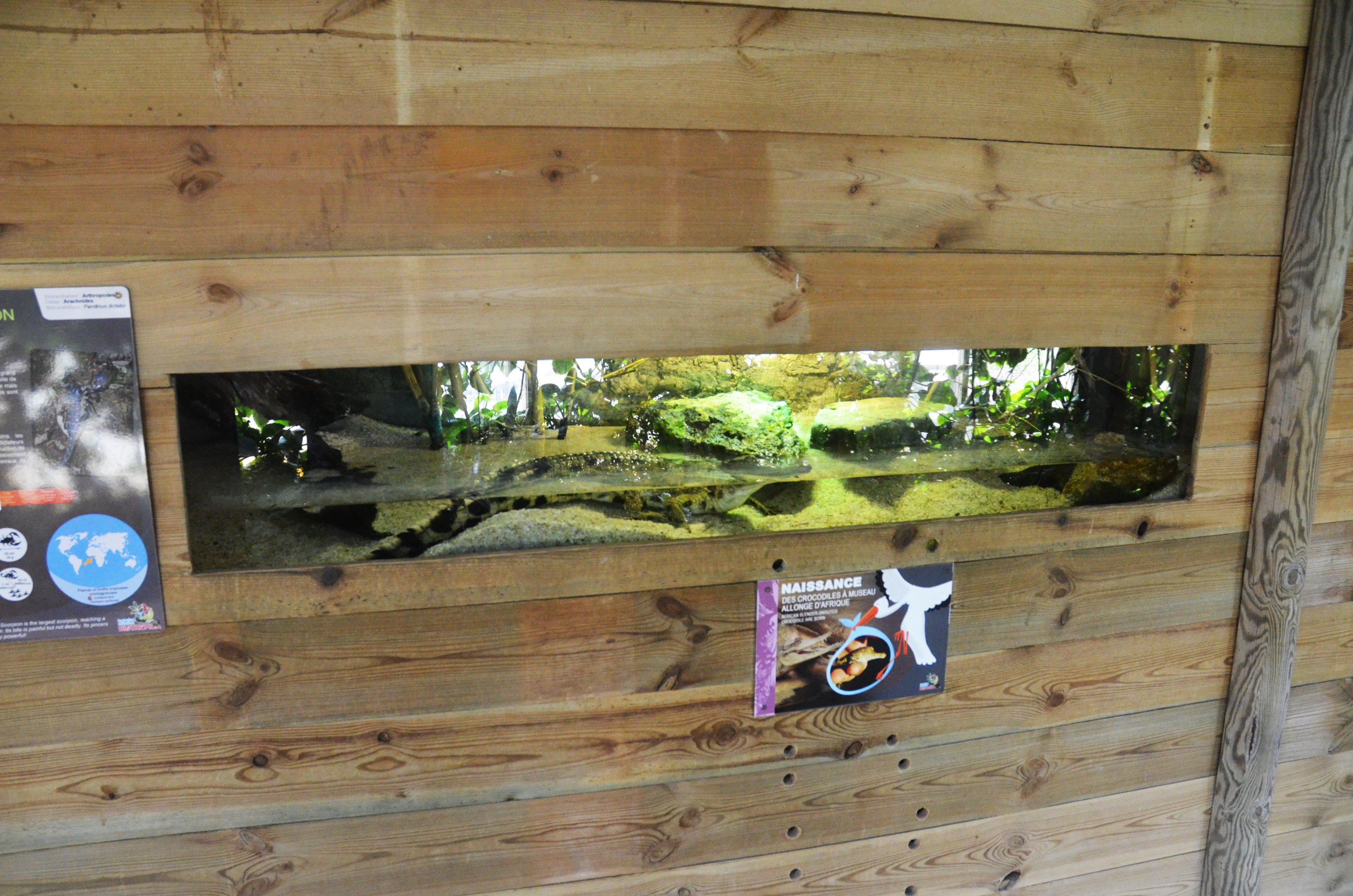 Enclosure for Juvenile Slender-snouted Crocodile at Biotropica, 16/06/18