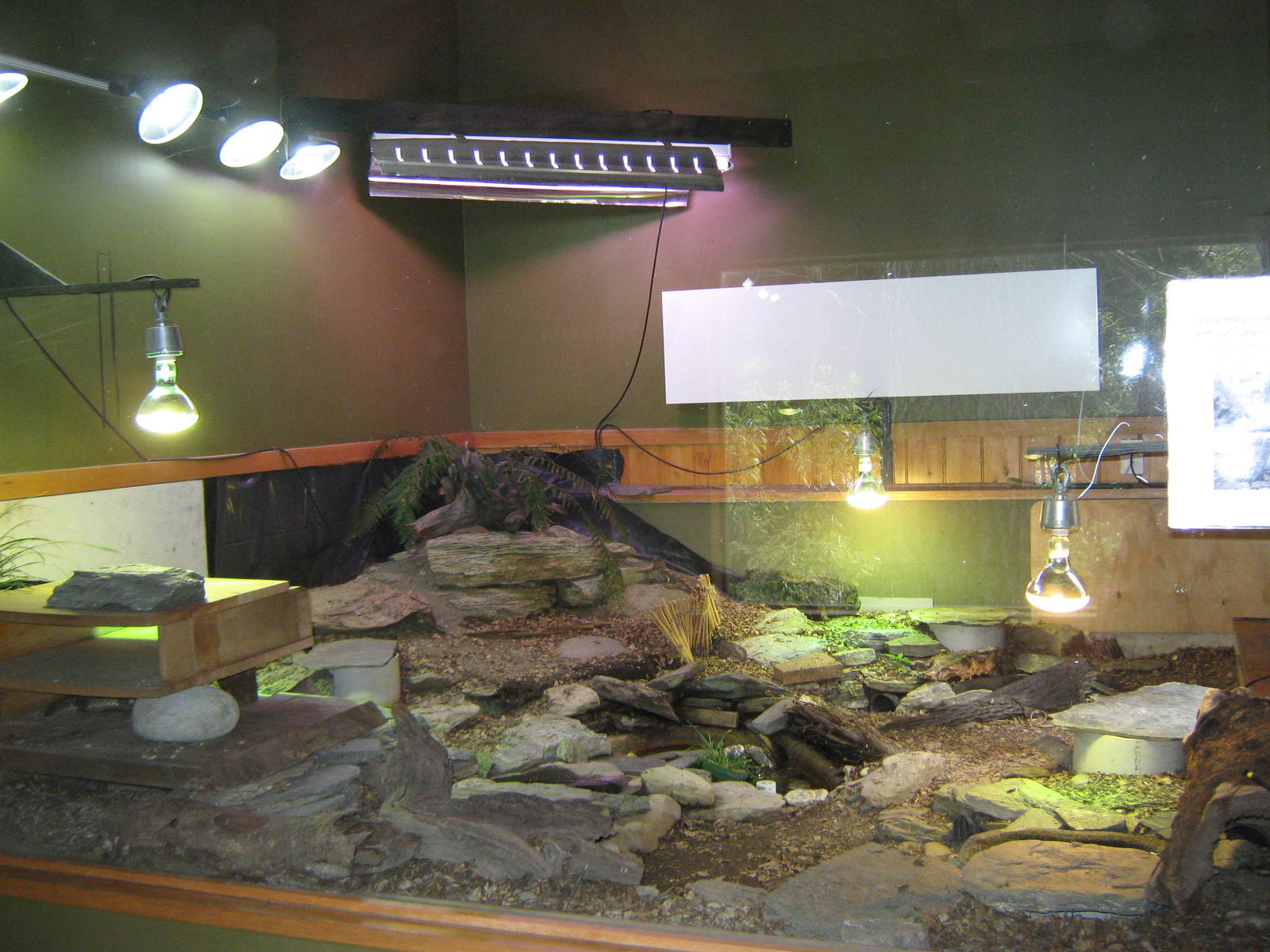 enclosure for juvenile tuatara (Sphenodon punctatus)