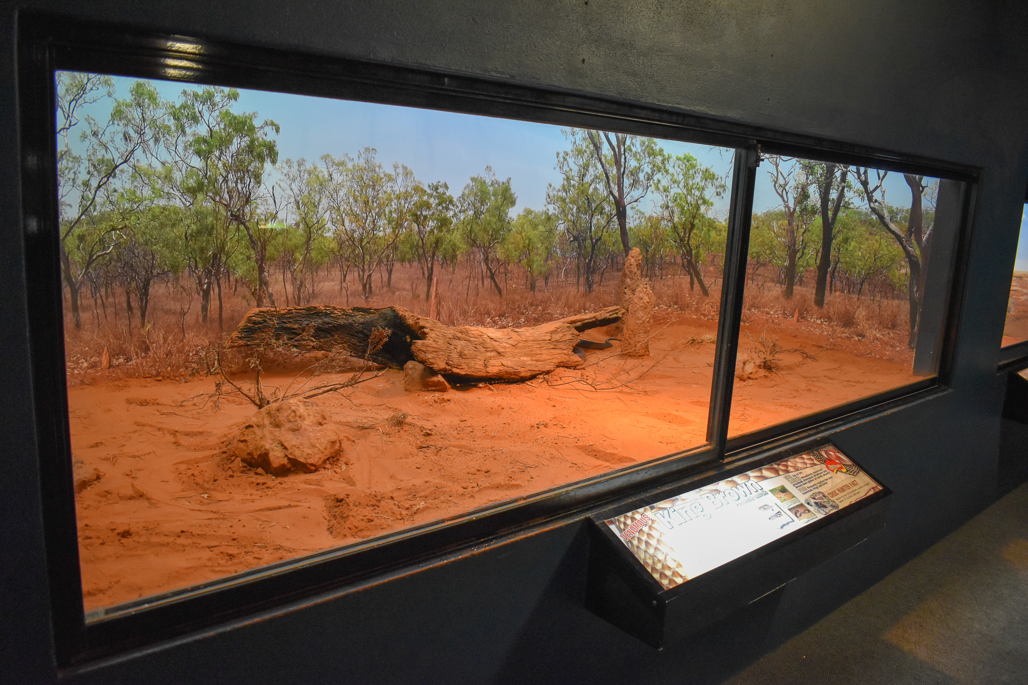 enclosure for King Brown Snake