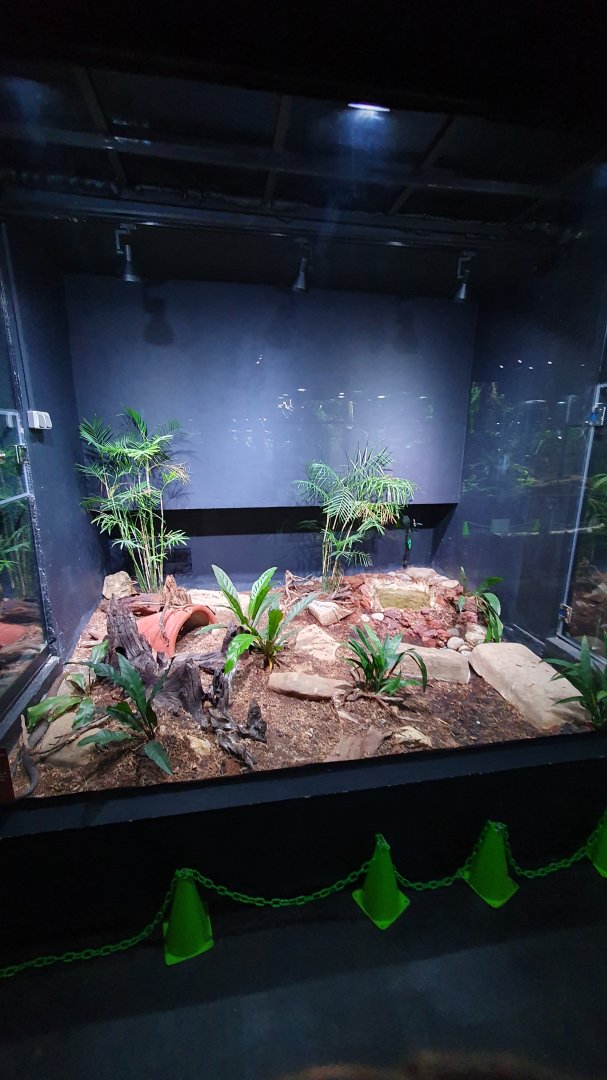 Enclosure for King Cobra (Ophiophagus hannah) - Museum Komodo