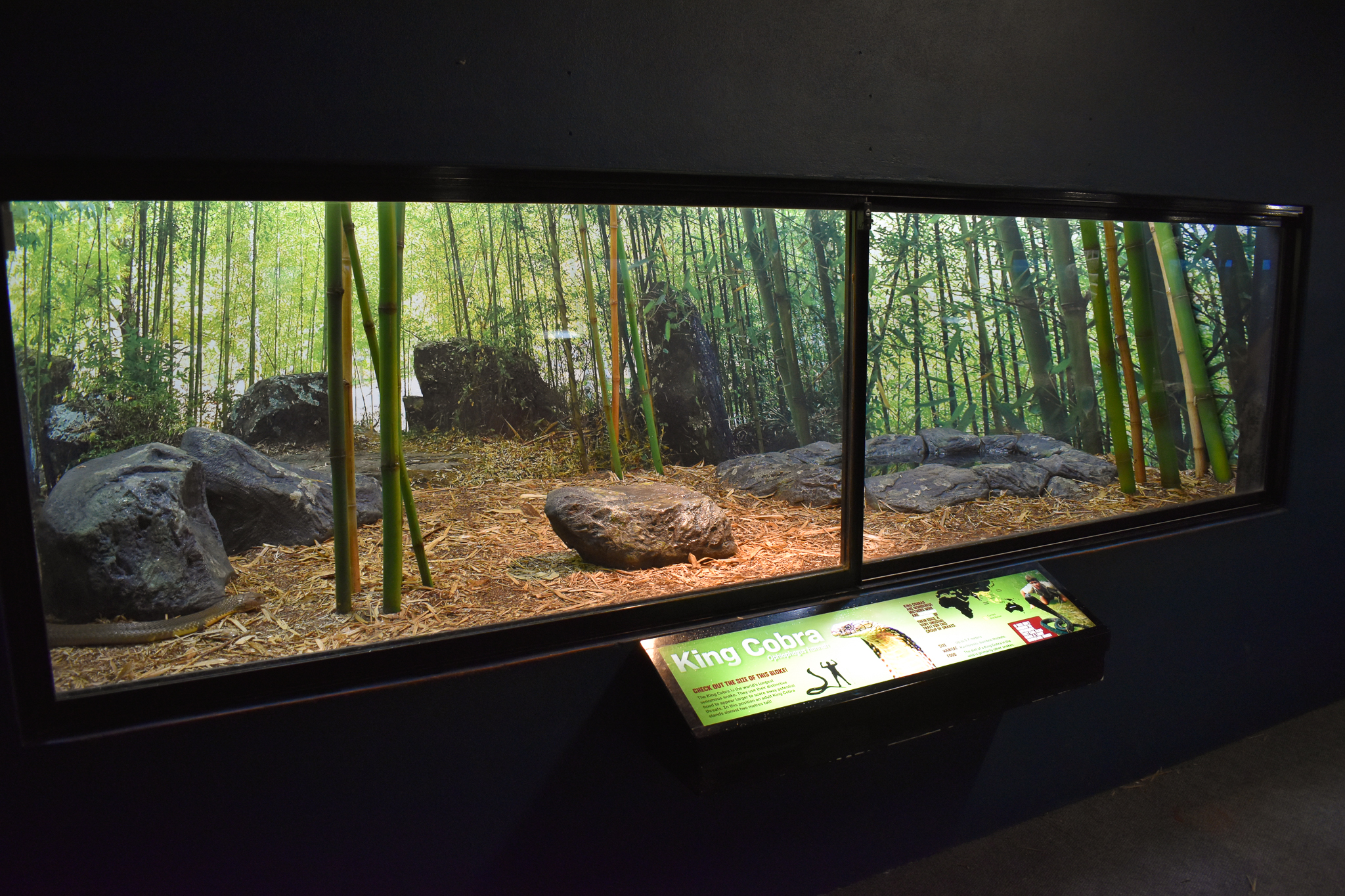 enclosure for King Cobra