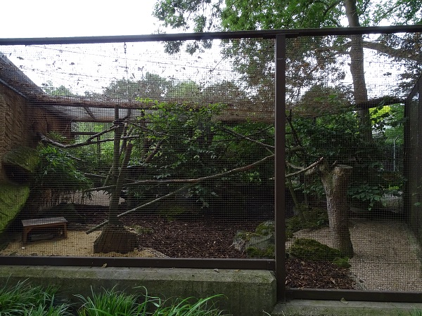 Enclosure for kinkajou (07/22)