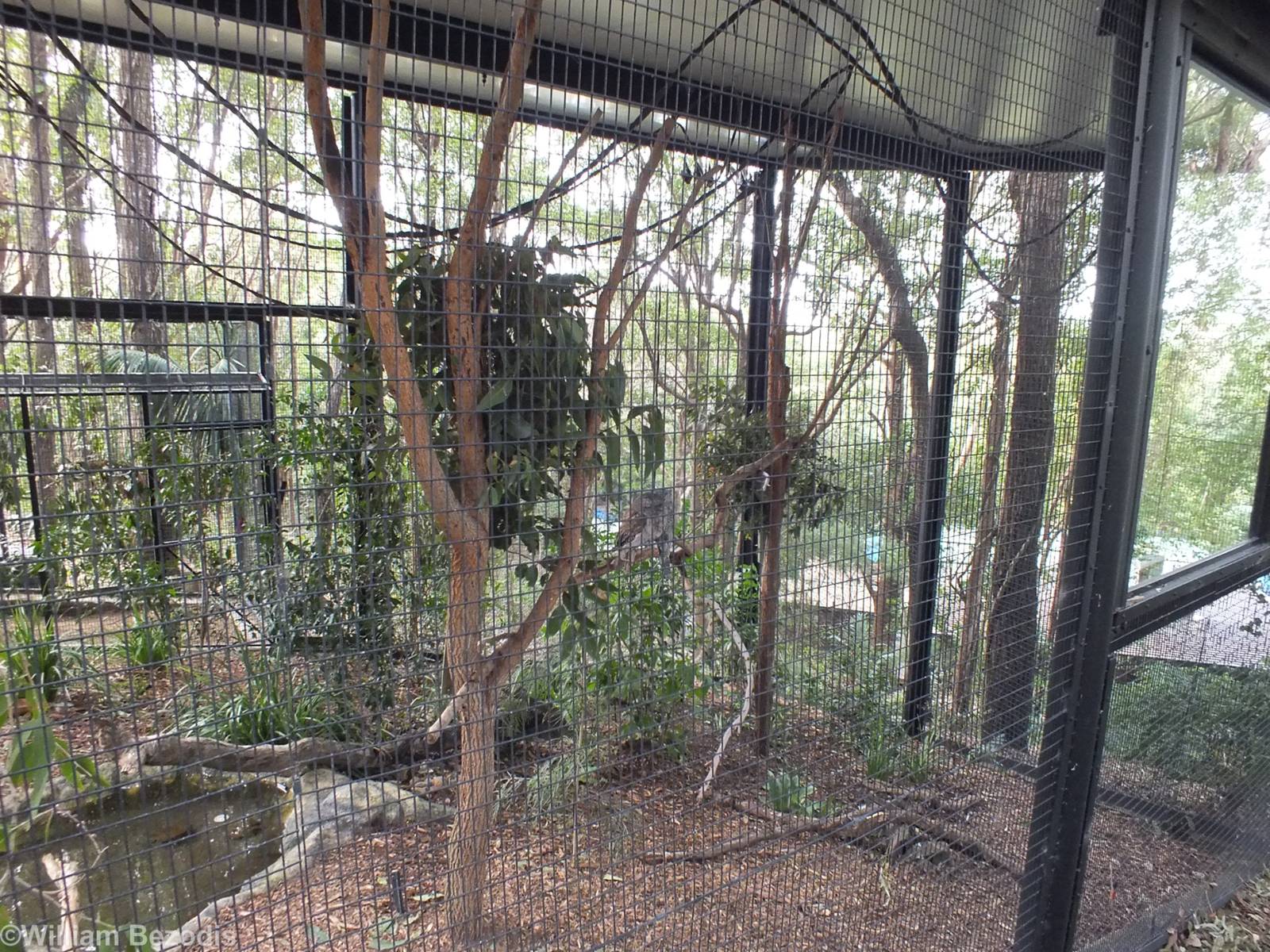 Enclosure for Koala, Flying Fox, Stone-curlew, and Tawny Frogmouth