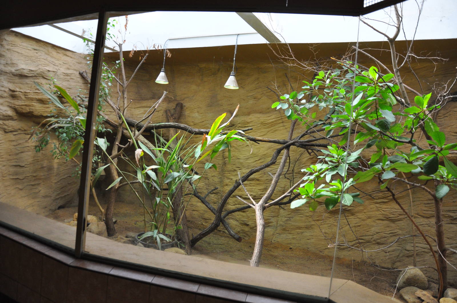 Enclosure for komodo dragons (Varanus komodoensis)