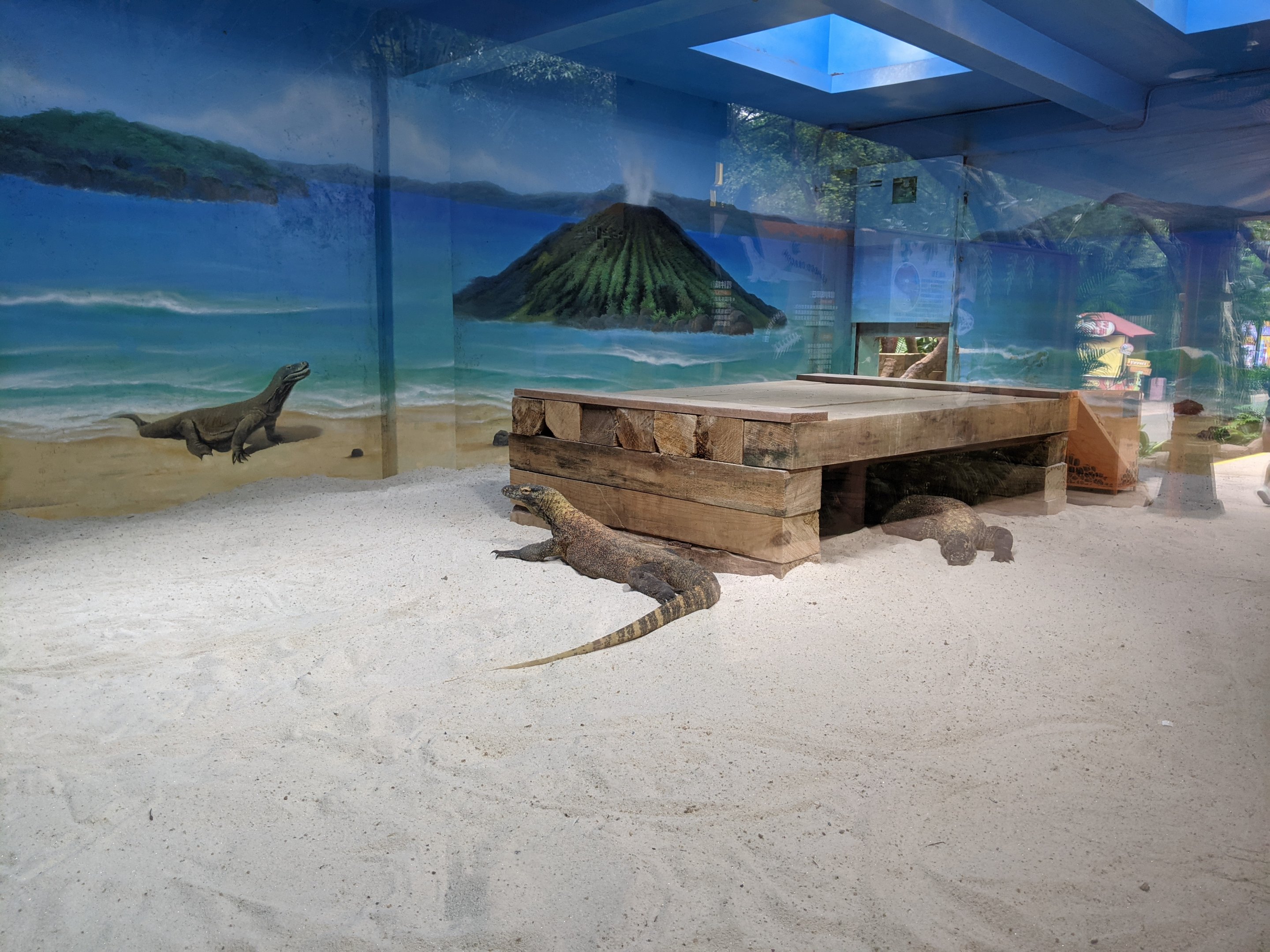 Enclosure for Komodo Dragons (Varanus komodoensis)