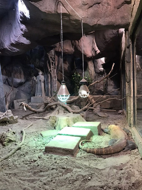 Enclosure for Komodo dragons