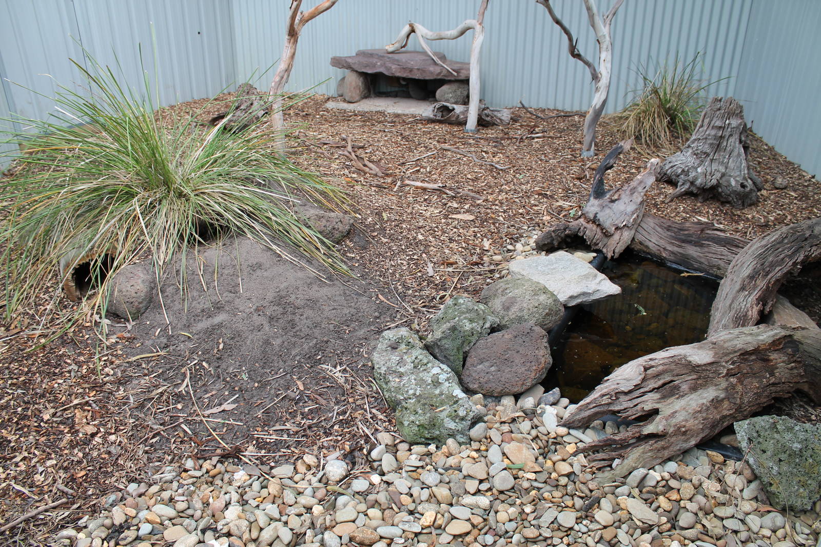 enclosure for lace monitors (Varanus varius)