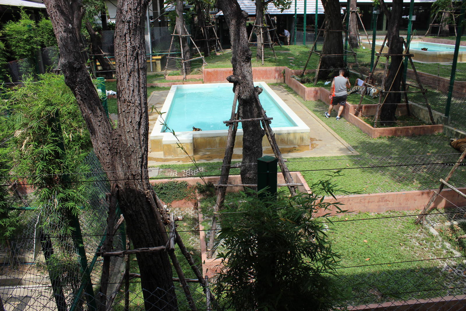 Enclosure for Large Tigers