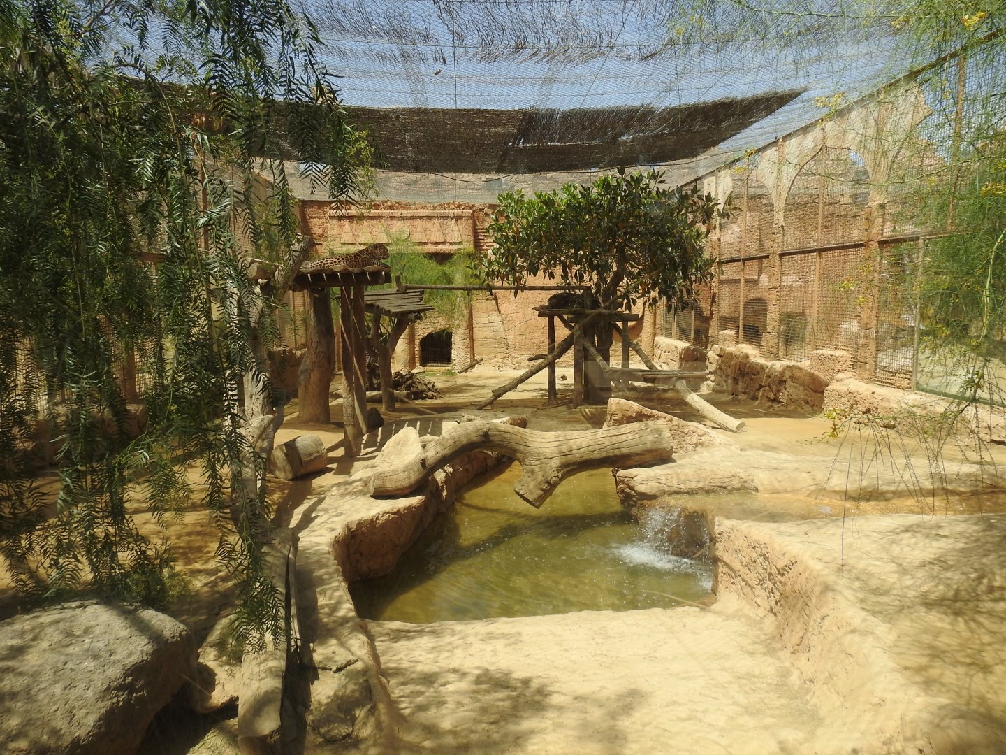Enclosure for Leopards