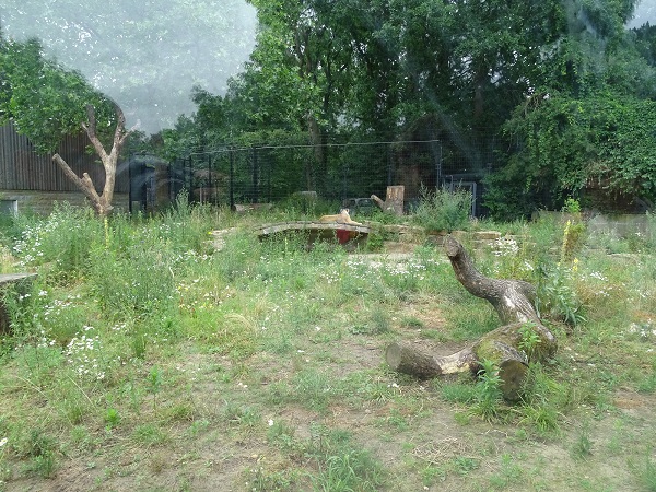 Enclosure for lions (07/22)