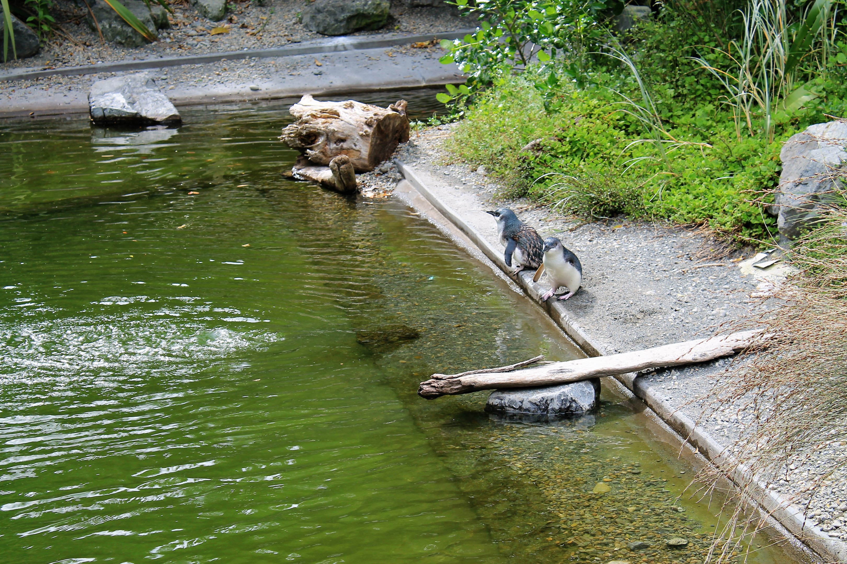 Enclosure for Little Blue Penguins (Eudyptula minor)