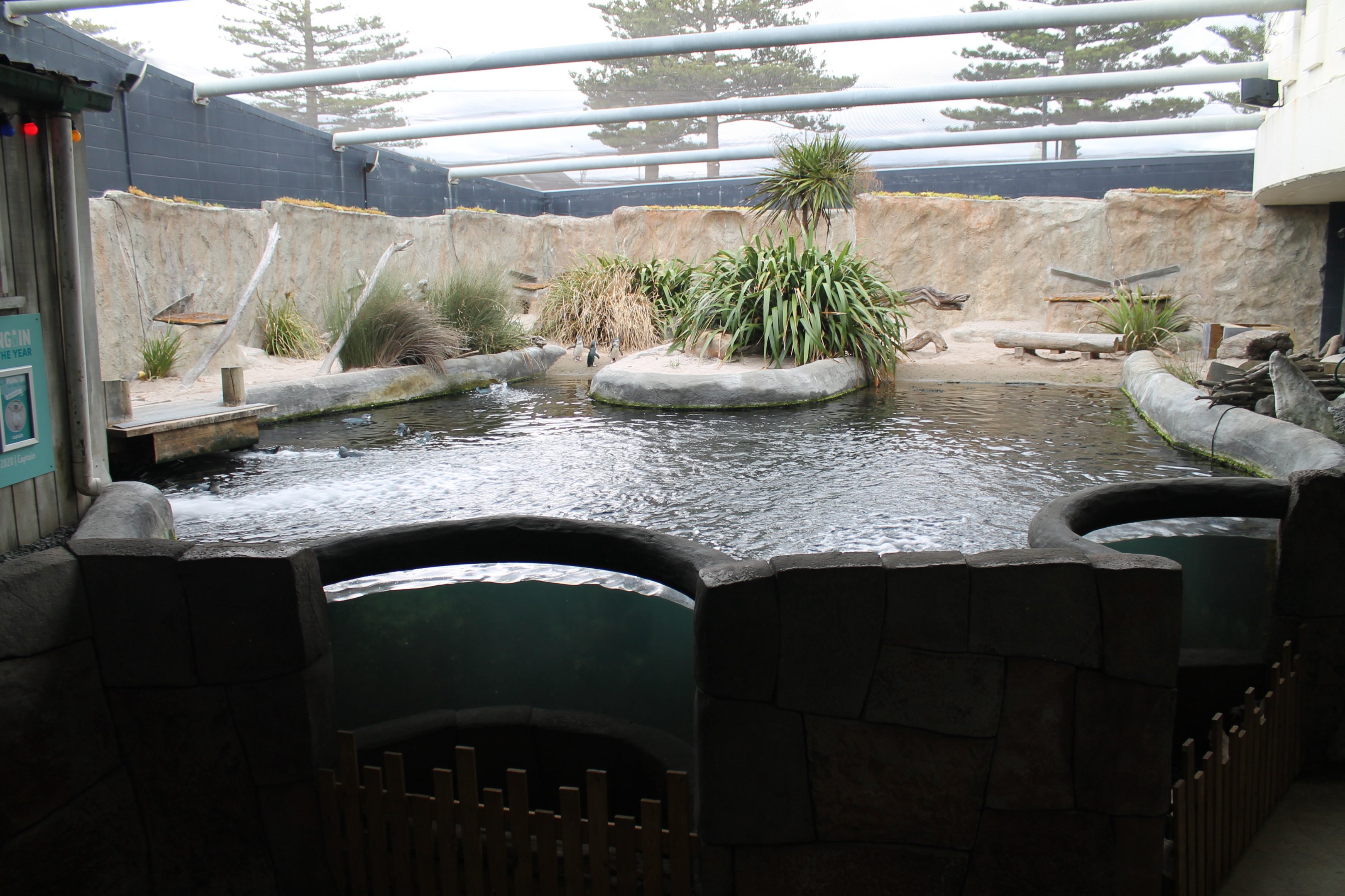 enclosure for Little Blue Penguins (Eudyptula minor)