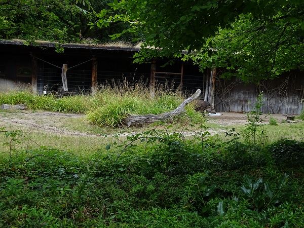 Enclosure for lowland tapir (07/22)
