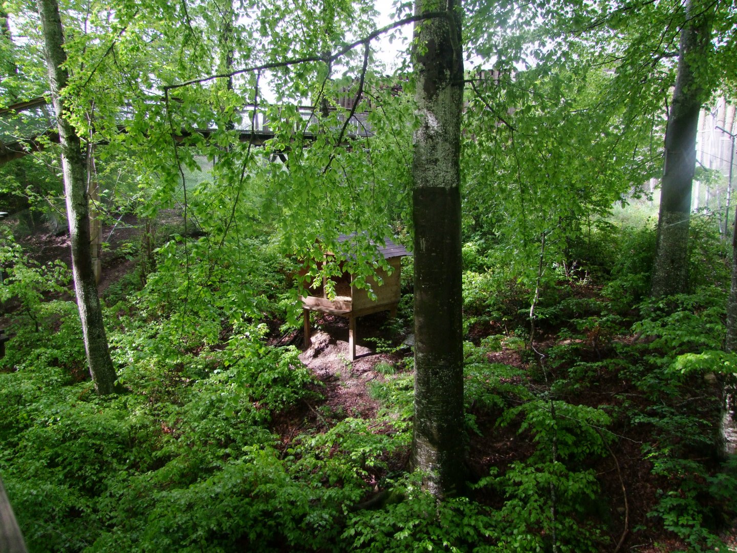 Enclosure for Lynx lynx