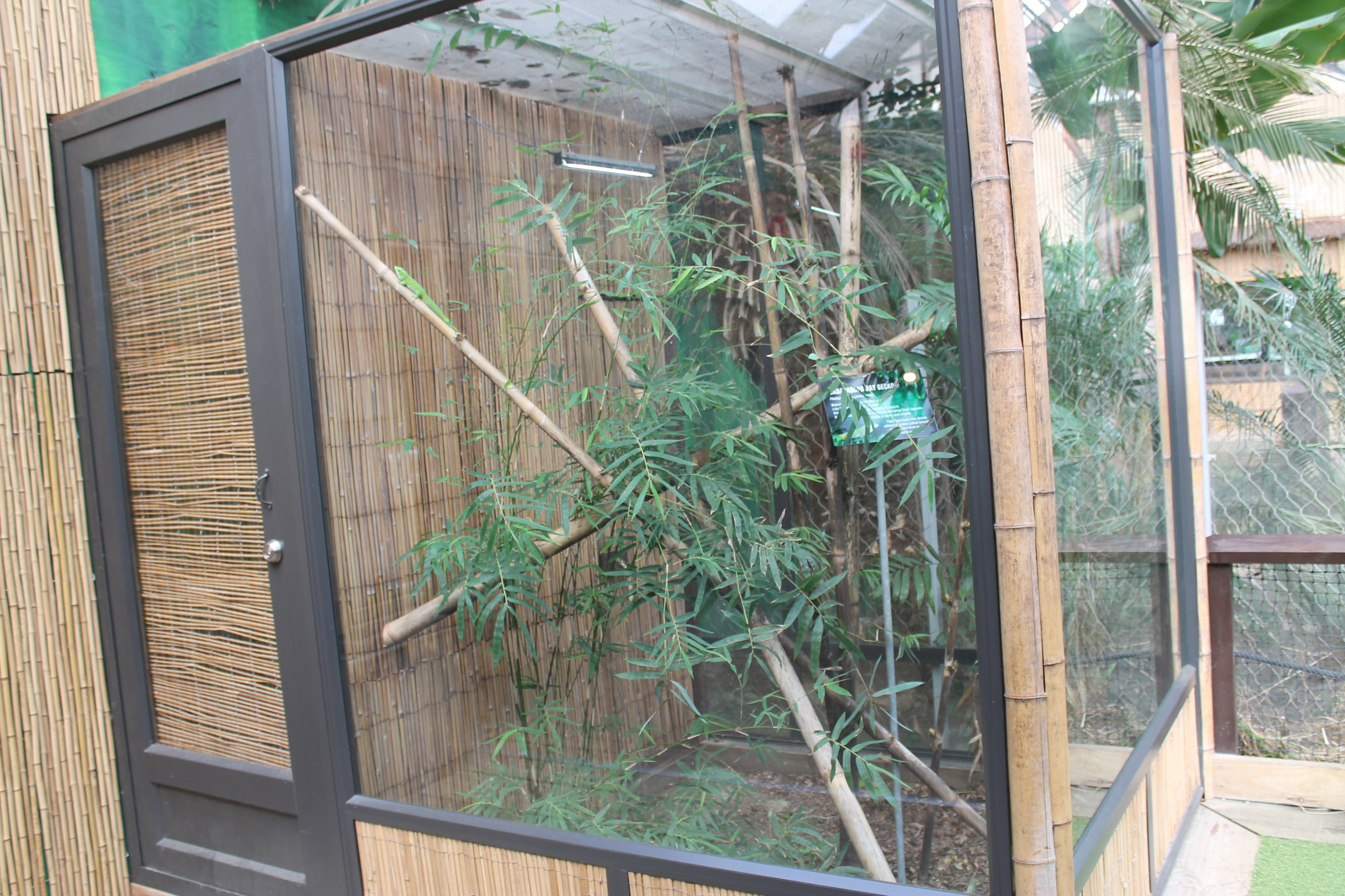 enclosure for Madagascar Day Gecko