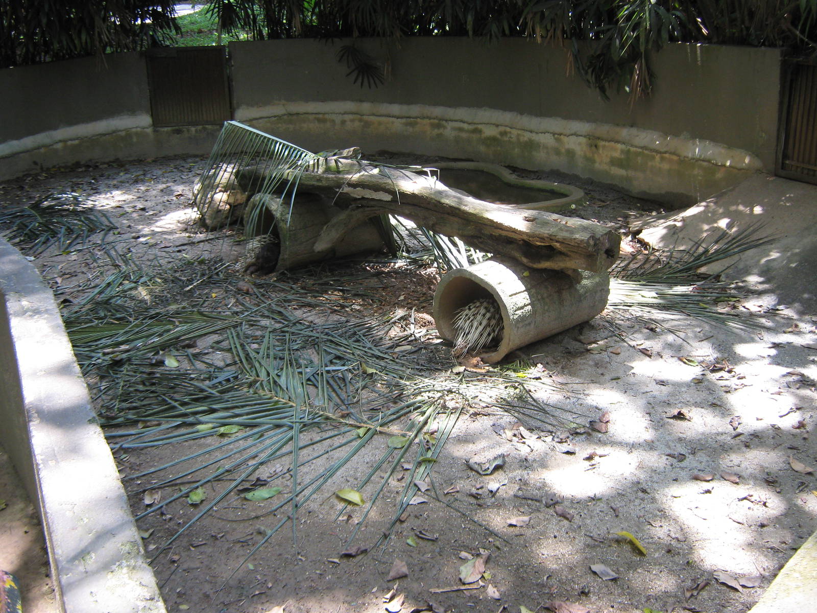 enclosure for Malayan porcupines (Hystrix brachyura)