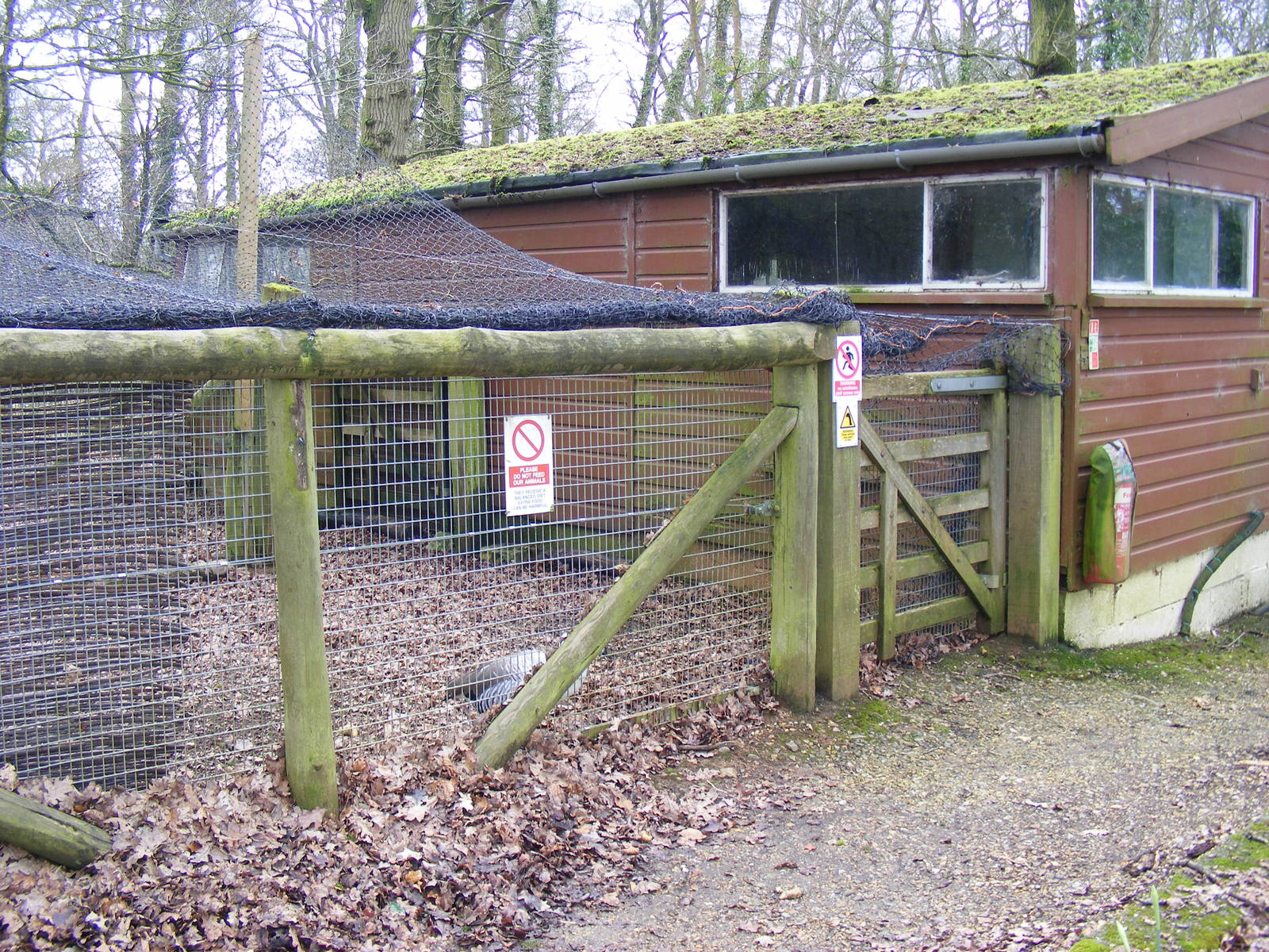 Enclosure for male Magellan goose at Marwell Wildlife, 21 March 2010