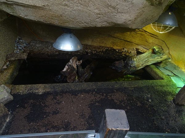 Enclosure for map turtle