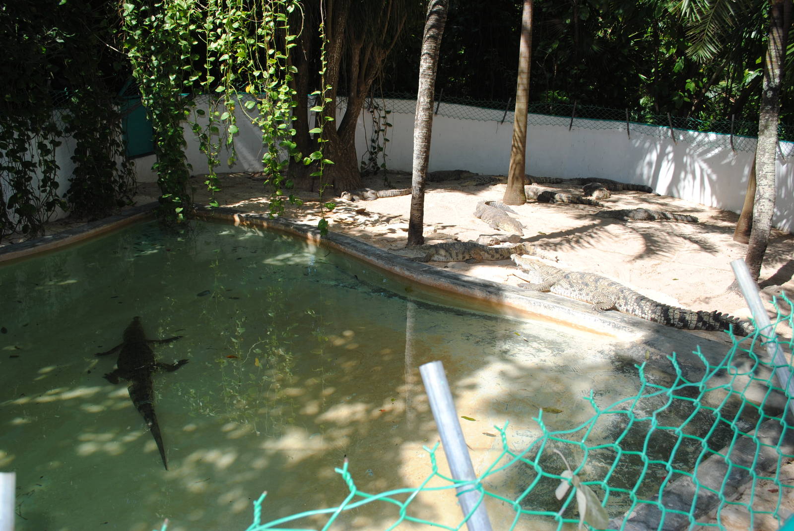 Enclosure for medium-sized Morelet's Crocodiles