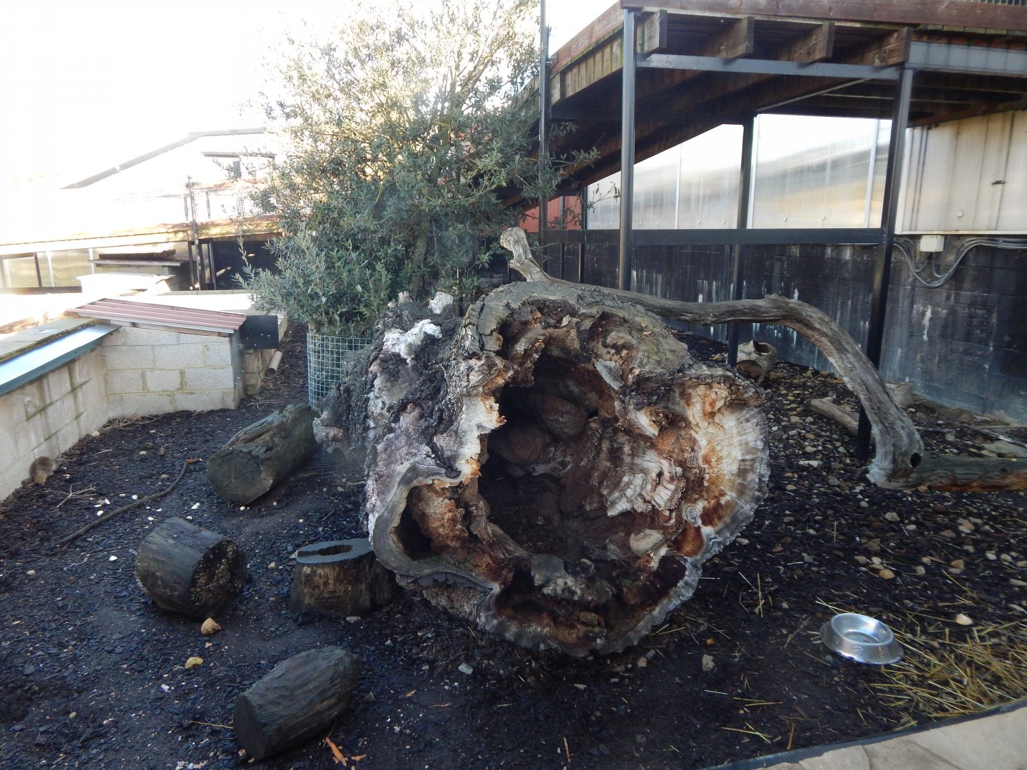Enclosure for Meerkat/Crested porcupine 021125