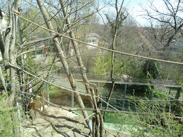 Enclosure for moloch gibbons and pygmy hippos (04/22)