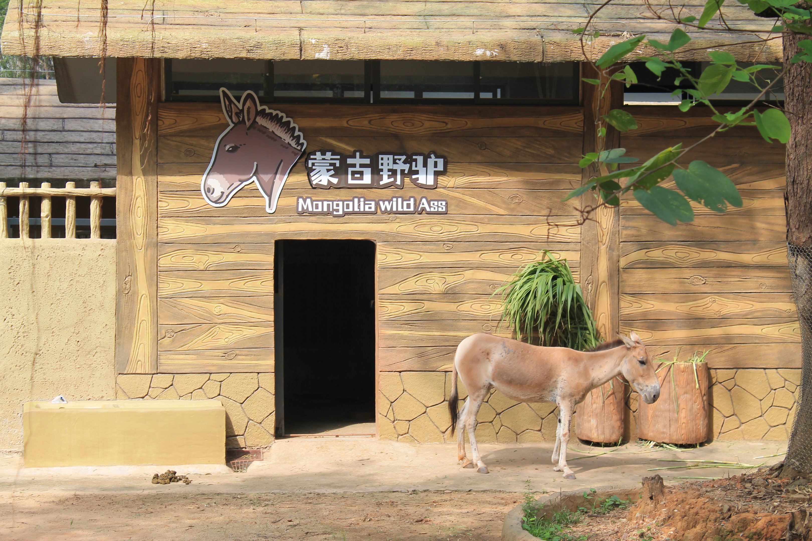 Enclosure for Mongolian Wild Ass (Equus hemionus)