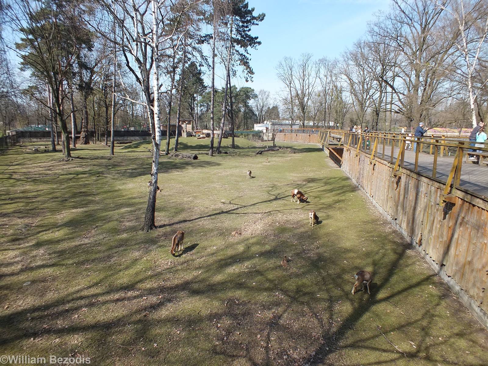 Enclosure for Mouflons and Barbary Macaques