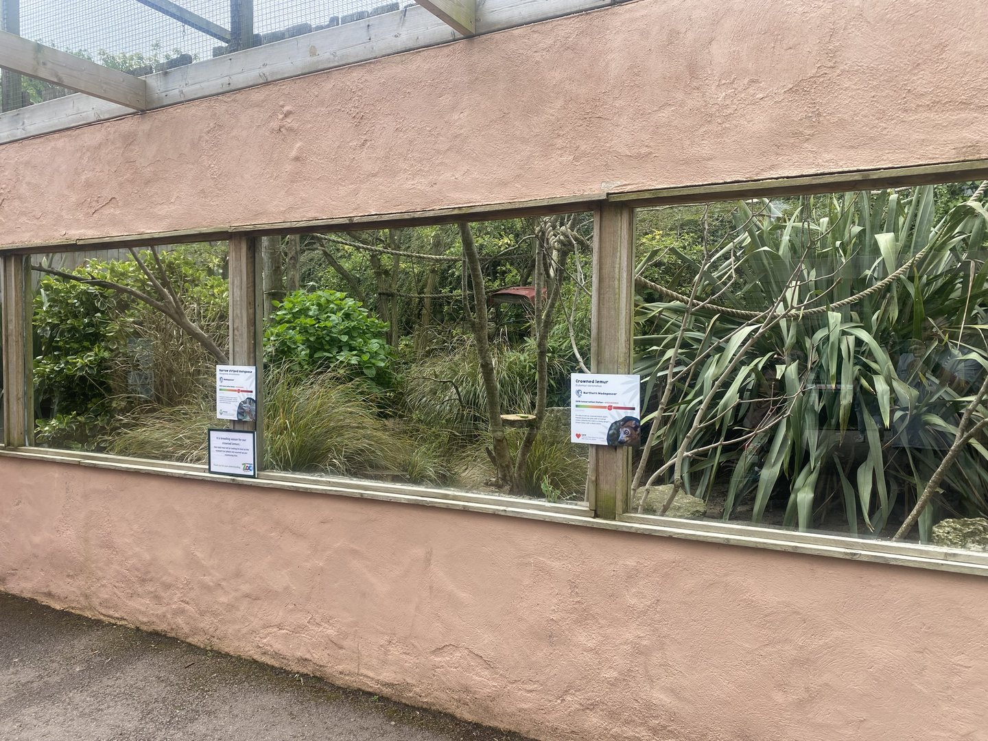 Enclosure for Narrow-striped boky and Crowned lemur 060523