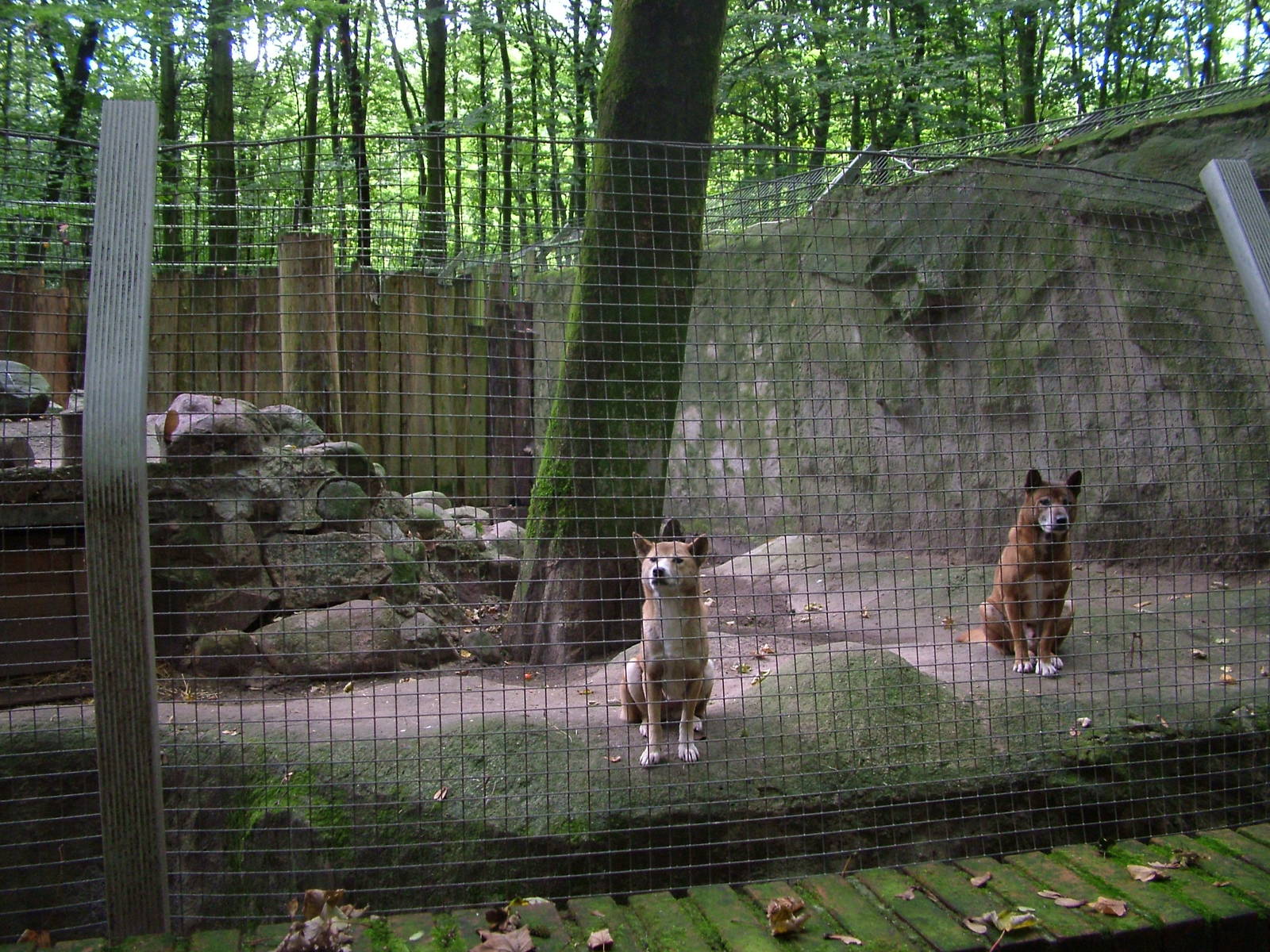 Enclosure for New Guinea Singing Dogs at Tierpark Neumuenster 2007