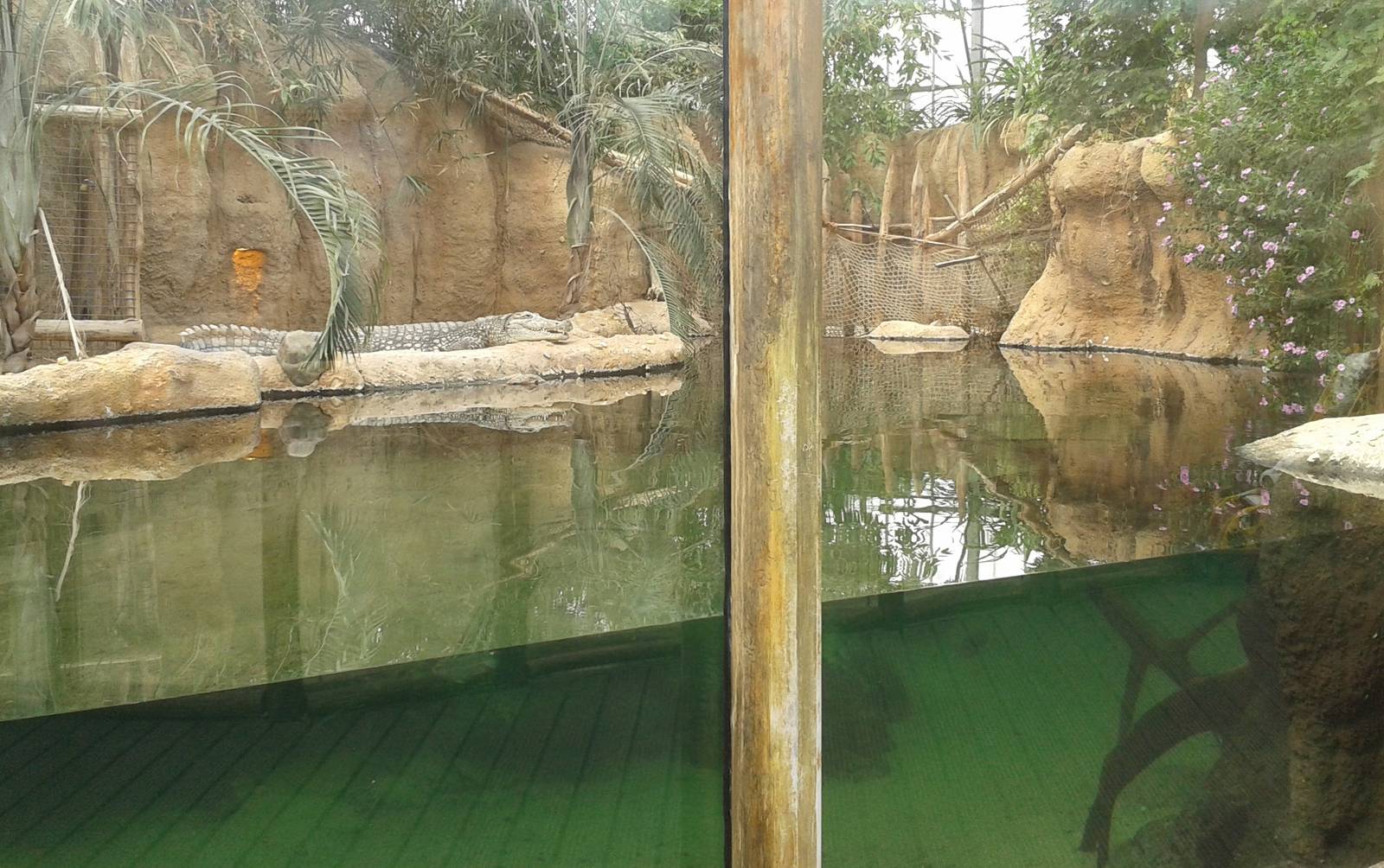 Enclosure for Nile crocodiles