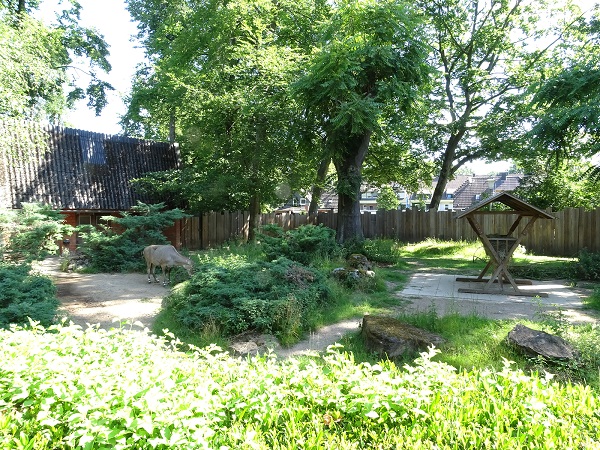 Enclosure for nilgai (07/22)