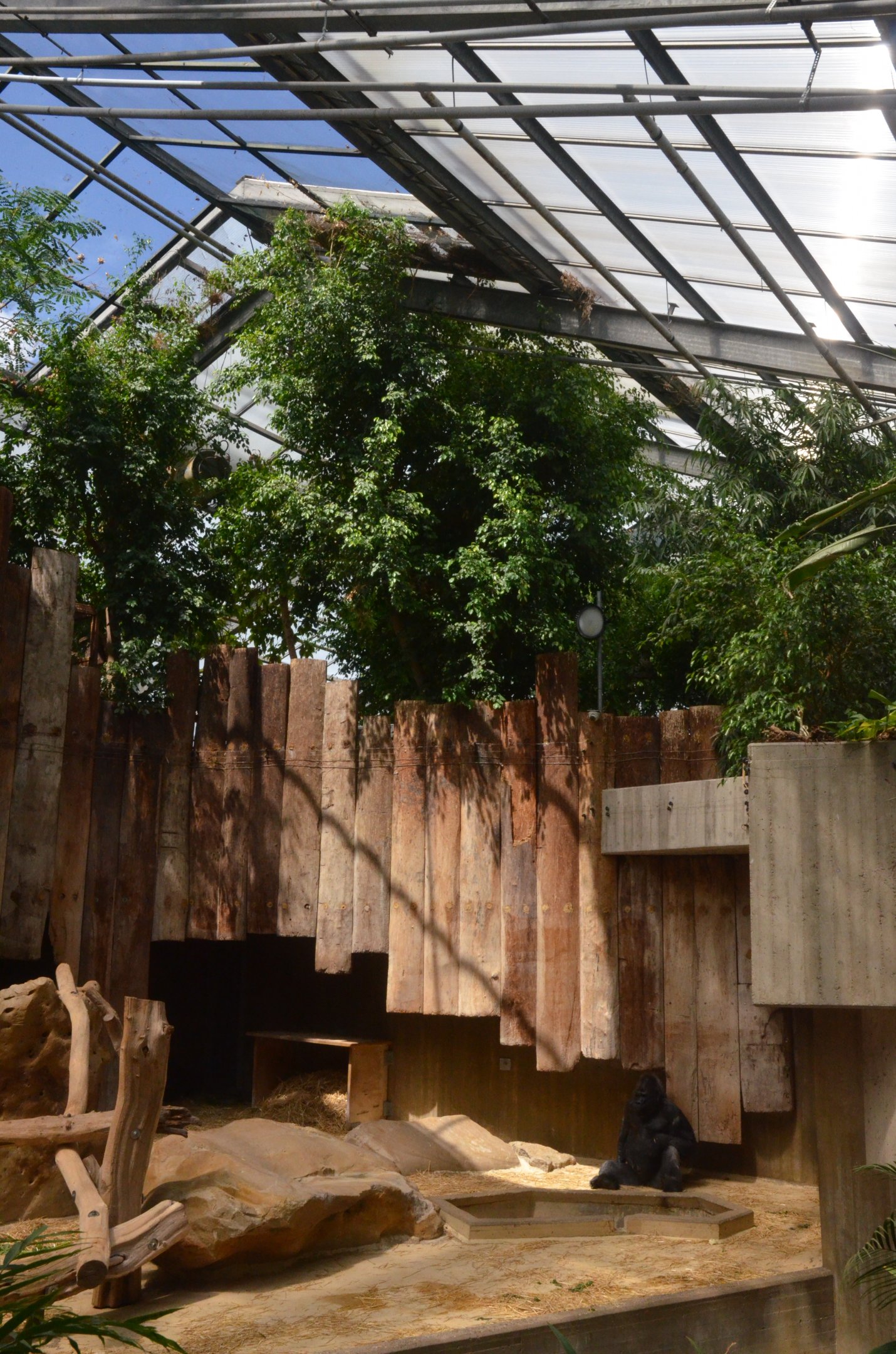 Enclosure for Non-breeding Gorillas at Krefeld, 15/06/19